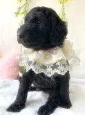 スタンダードプードル【埼玉県・女の子・2023年3月19日・ブルー、またはシルバー】の写真3「4/23撮影」