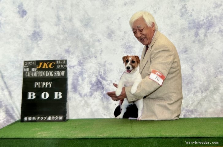現在JKCジュニアチャンピオン『くるみ』の娘『ふうか』です。｜古城　裕治(こじょう　ゆうじ)ブリーダー(岡山県・ジャックラッセルテリア・JKC登録)の紹介写真4