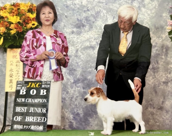 ショウ君　現在JKCジュニアチャンピオン　ショーチャレンジ中です。｜古城　裕治(こじょう　ゆうじ)ブリーダー(岡山県・ジャックラッセルテリア・JKC登録)の紹介写真5