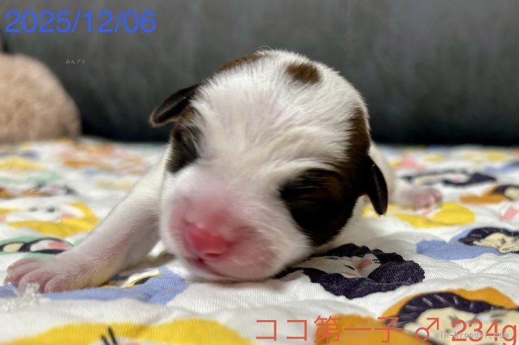 古城裕治ブリーダーのブログ：ココナッツ出産😊