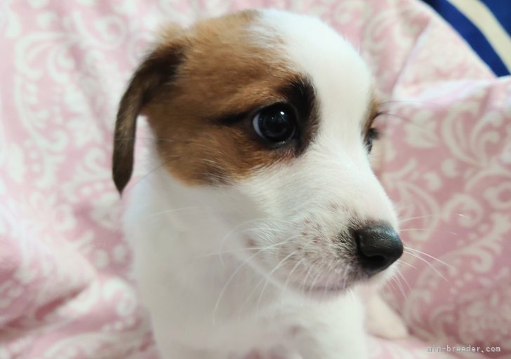 古城裕治ブリーダーのブログ：みるくちゃん里帰り！
