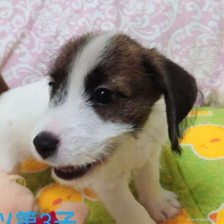 ID：2506-02187の子犬