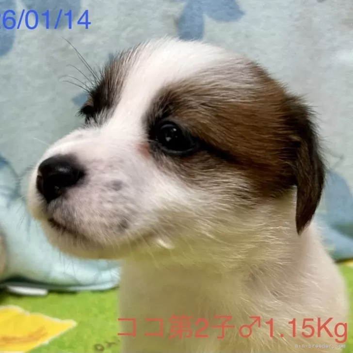 ID：2601-04848の子犬