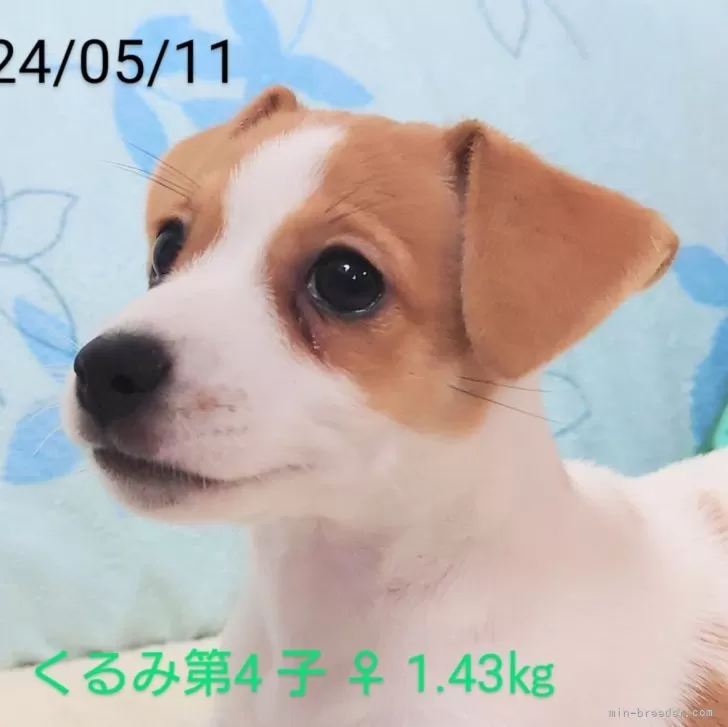 ID:2405-02684の子犬