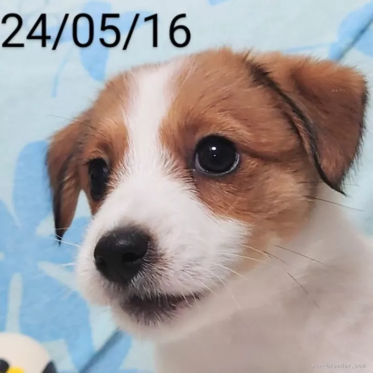 ID：2405-04691の子犬
