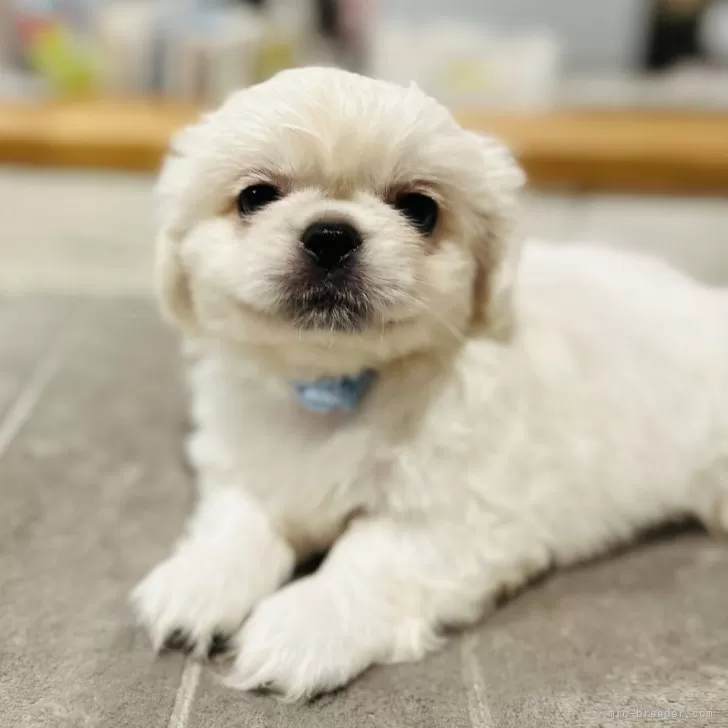 ID：2508-03752の子犬