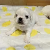 ペキニーズ
