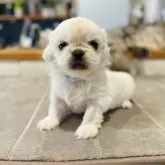 ペキニーズ