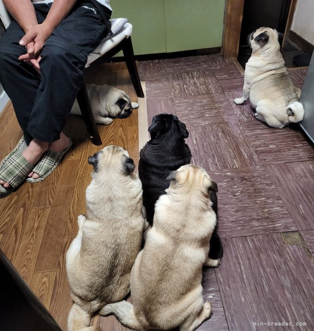 自宅でのびのび自由にいます｜奥野　陽子(おくの　ようこ)ブリーダー(岡山県・ミニチュアシュナウザーなど・JKC登録)の紹介写真2