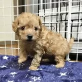 トイプードル(トイ)【岡山県・男の子・2025年10月7日・アプリコット】の写真3