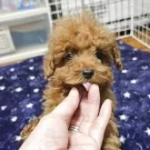 トイプードル(トイ)【岡山県・男の子・2025年8月18日・アプリコット】の写真2