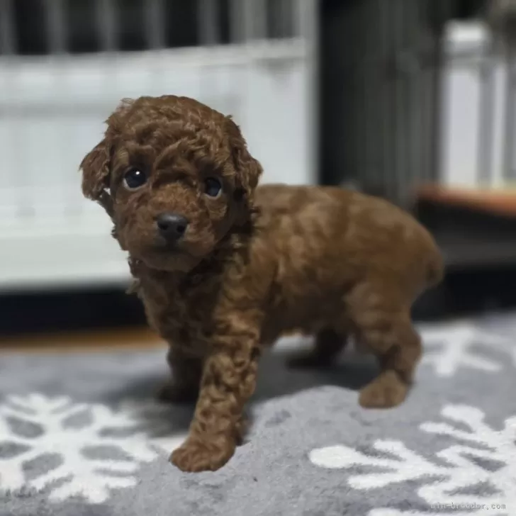 ID:2412-07431の子犬