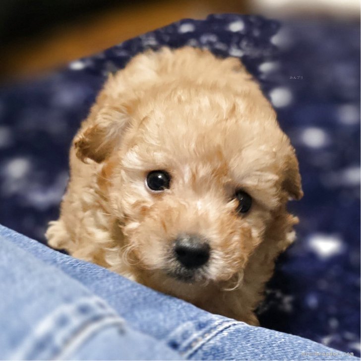 ブリーダー画像