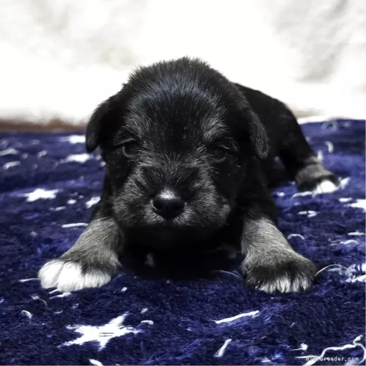 ミニチュアシュナウザー【岡山県・女の子・2025年11月1日・ソルト&amp;ペッパー】の写真1