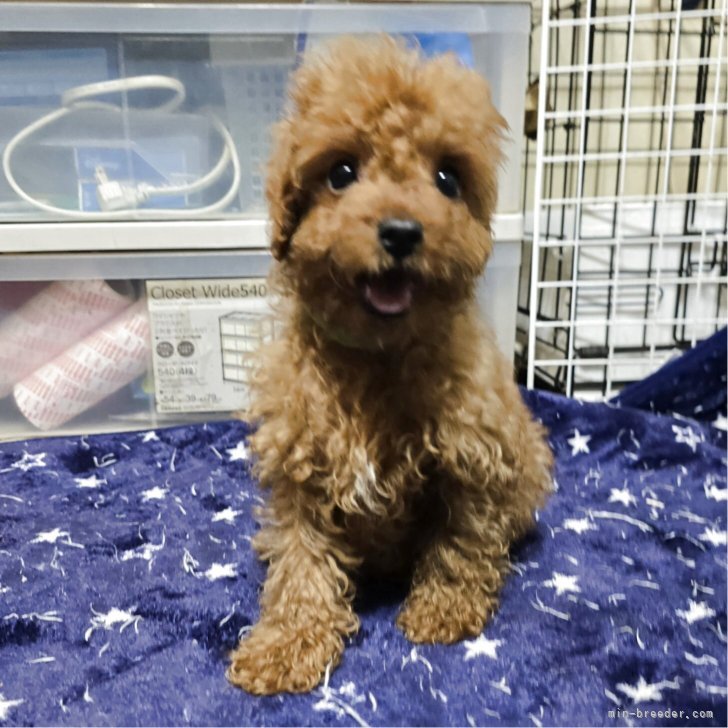 ブリーダー画像