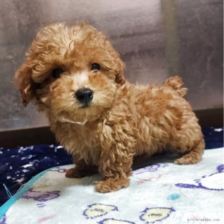 ID:2503-01642の子犬
