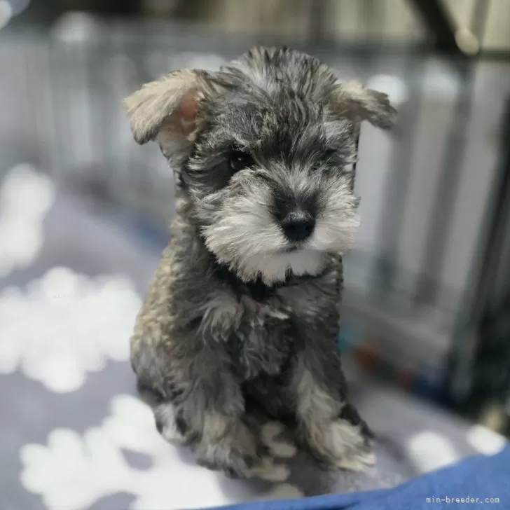 ID:2411-06202の子犬
