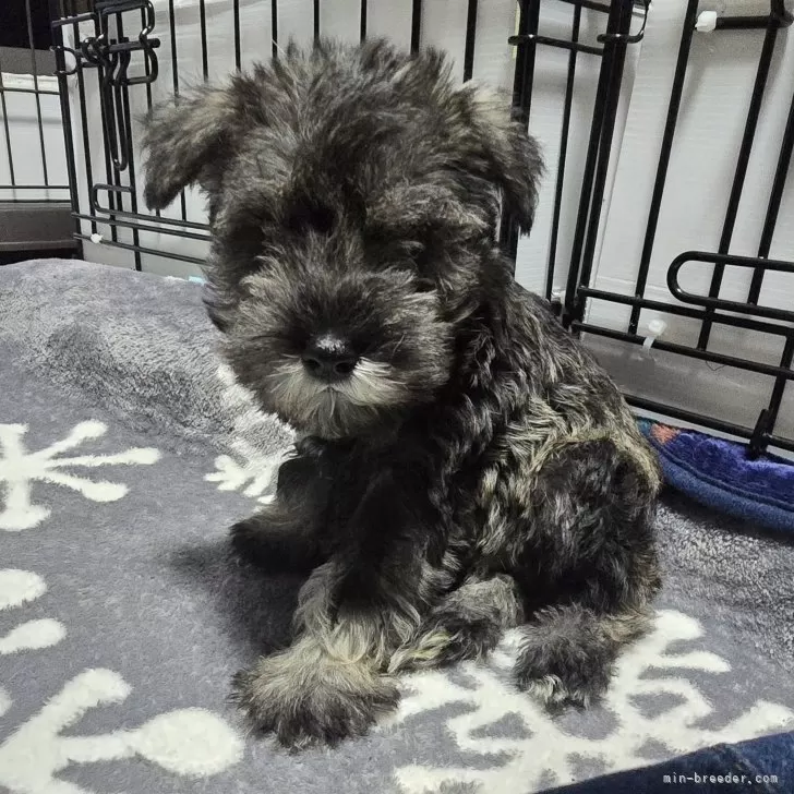 ID:2411-06194の子犬