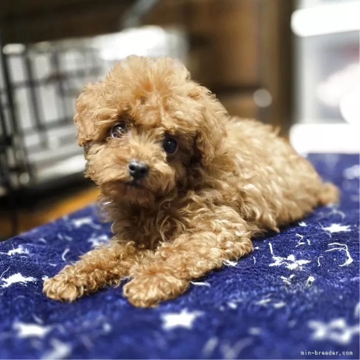 トイプードル(トイ)【岡山県・男の子・2025年8月18日・アプリコット】の写真1