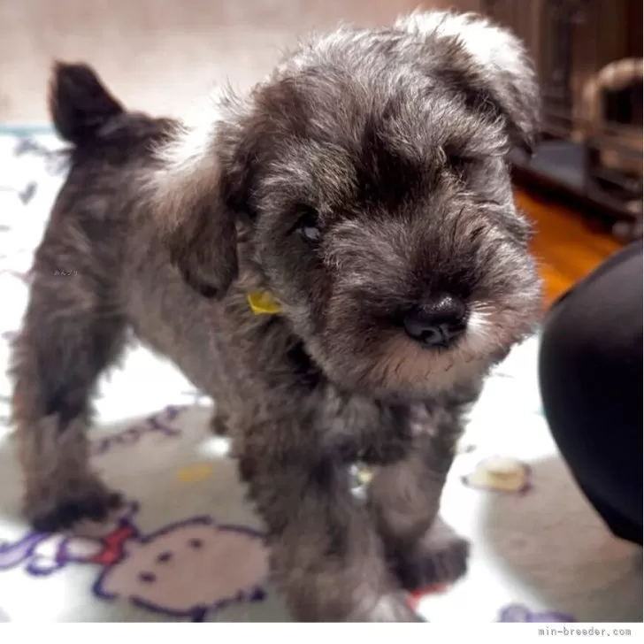 ID：2505-04969の子犬