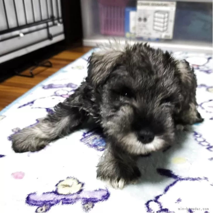 ID：2508-06411の子犬