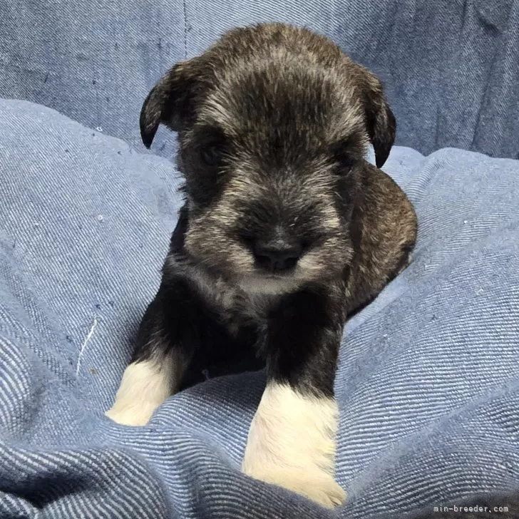 ID:2411-06205の子犬