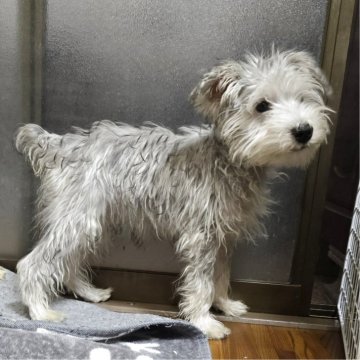 ミニチュアシュナウザー【岡山県・女の子・2025年5月26日・ソルト&ペッパー】の写真「キレイなシルバーグレイカラーになりそうです」