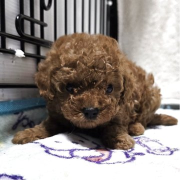 トイプードル(トイ)【岡山県・男の子・2025年8月6日・アプリコット】の写真「可愛いくなってきました」