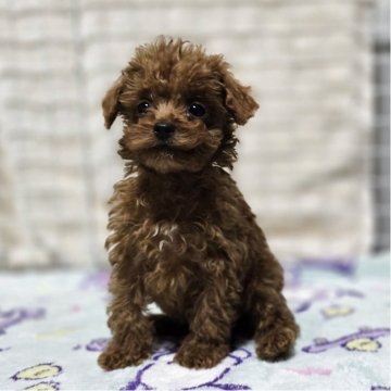 トイプードル(トイ)【岡山県・男の子・2025年8月18日・アプリコット】の写真「見学後一緒に帰れます」