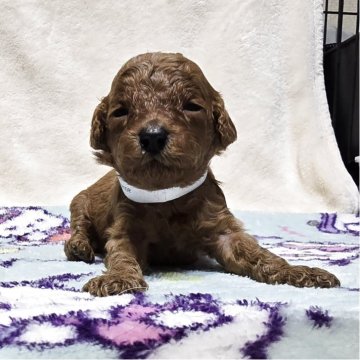 トイプードル(トイ)【岡山県・男の子・2025年11月22日・アプリコット】の写真「目があきました」