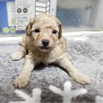 トイプードル(トイ)【岡山県・男の子・2025年10月7日・クリーム】の写真「可愛くなってきました」