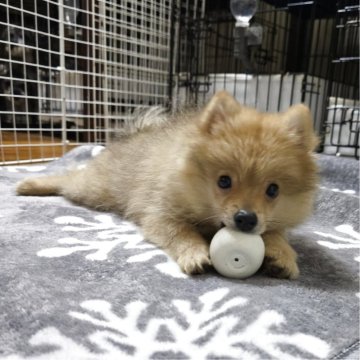 ポメラニアン【岡山県・男の子・2025年7月27日・オレンジ】の写真「早く家族を探してあげたい価格です（体調問題なし）」