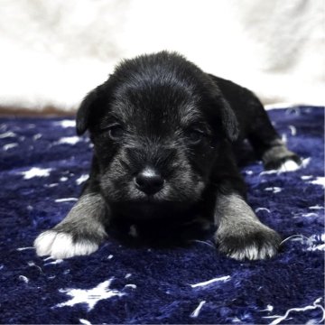 ミニチュアシュナウザー【岡山県・女の子・2025年11月1日・ソルト&ペッパー】の写真「目があきました」