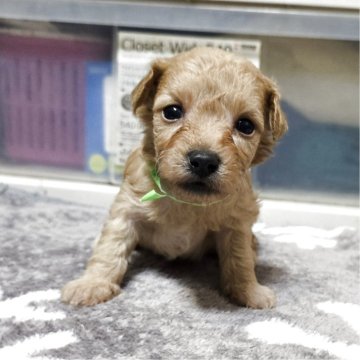 トイプードル(トイ)【岡山県・男の子・2025年10月7日・クリーム】の写真「可愛くなってきました」