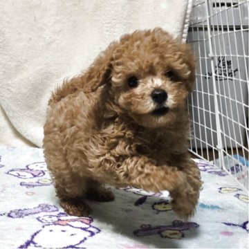 トイプードル(トイ)【岡山県・男の子・2025年10月14日・アプリコット】の写真「可愛くなってます。」