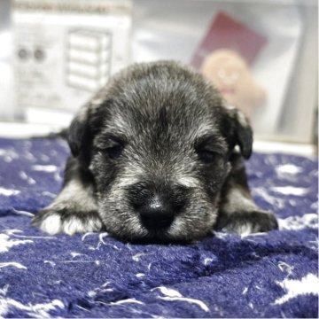 ミニチュアシュナウザー【岡山県・女の子・2025年12月15日・ソルト&ペッパー】の写真「目があきました」