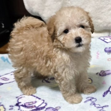 トイプードル(トイ)【岡山県・男の子・2025年10月7日・クリーム】の写真「可愛いです」