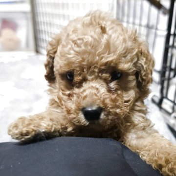 トイプードル(トイ)【岡山県・男の子・2025年11月22日・アプリコット】の写真「しっかりしてきました」
