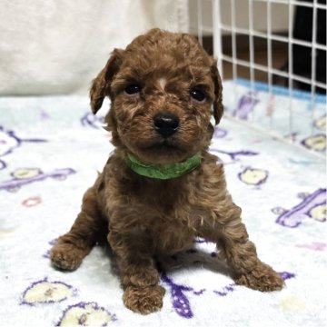 トイプードル(トイ)【岡山県・男の子・2025年11月13日・アプリコット】の写真「可愛くなってきました」