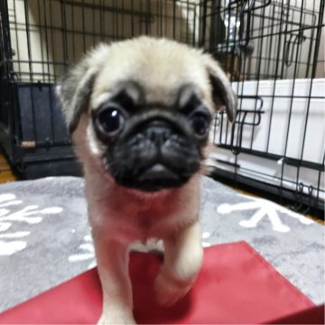 パグ【岡山県・女の子・2025年6月12日・フォーン】の写真「めっちゃ可愛いくなってます.見学後一緒に帰れます」