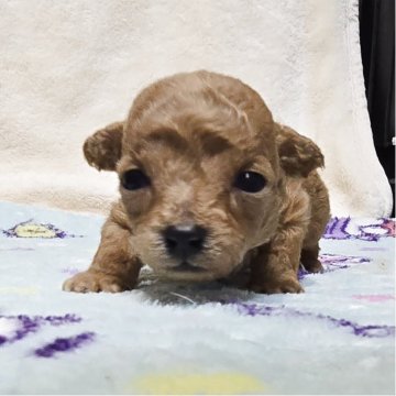 トイプードル(トイ)【岡山県・女の子・2025年11月20日・アプリコット】の写真「目があきました」