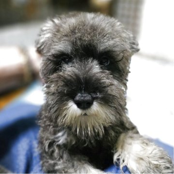 ミニチュアシュナウザー【岡山県・女の子・2025年7月15日・ソルト&ペッパー】の写真「小さいこです」