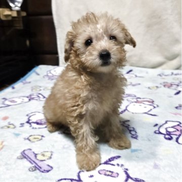 トイプードル(トイ)【岡山県・男の子・2025年10月7日・アプリコット】の写真「見学後一緒に帰れます。」