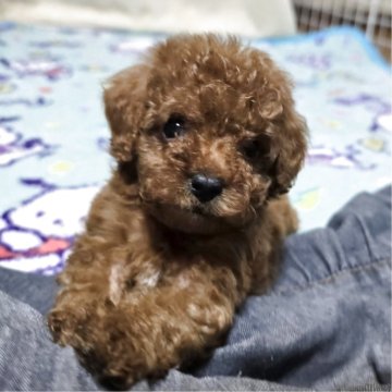 トイプードル(トイ)【岡山県・男の子・2025年8月18日・アプリコット】の写真「10月3日現在590gの小さめサイズです」