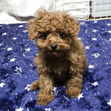 トイプードル(トイ)【岡山県・男の子・2025年8月18日・アプリコット】の写真「見学後一緒に帰れます。タイニーサイズかもです。」
