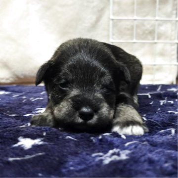 ミニチュアシュナウザー【岡山県・男の子・2025年11月1日・ソルト&ペッパー】の写真「目があきました」