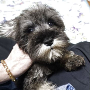 ミニチュアシュナウザー【岡山県・女の子・2025年7月15日・ソルト&ペッパー】の写真「小さいこです」