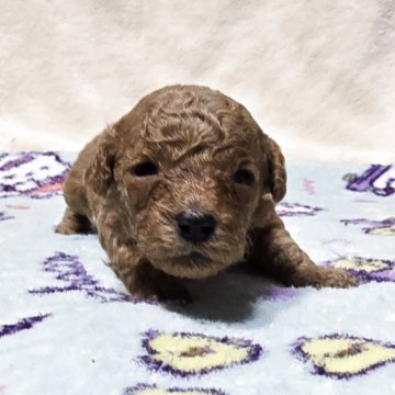 トイプードル(トイ)【岡山県・男の子・2025年11月22日・アプリコット】の写真「目があきました」