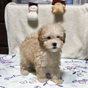 トイプードル(トイ)【岡山県・男の子・2025年10月7日・クリーム】の写真「見学後一緒に帰れます」