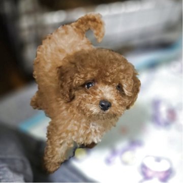 トイプードル(トイ)【岡山県・男の子・2025年8月18日・アプリコット】の写真「見学後一緒に帰れます」